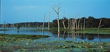 more's bayou
